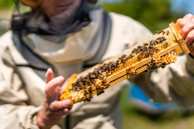 Lavoratore agricolo estivo che raccoglie miele Telaio in legno di api che tiene in mano