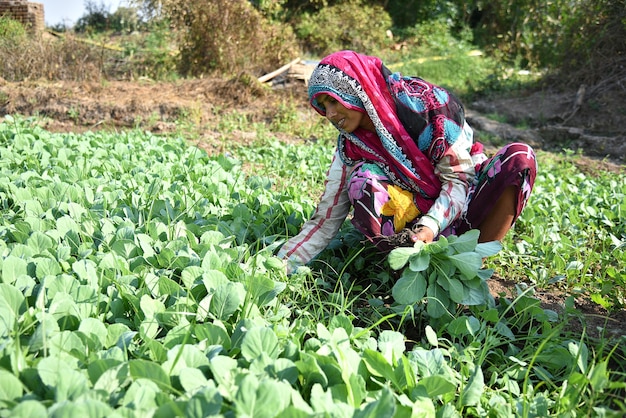 Lavoratore agricolo indiano che pianta cavolo nel campo e che tiene mazzo di piccola pianta di cavolo nelle mani presso l'azienda agricola biologica.