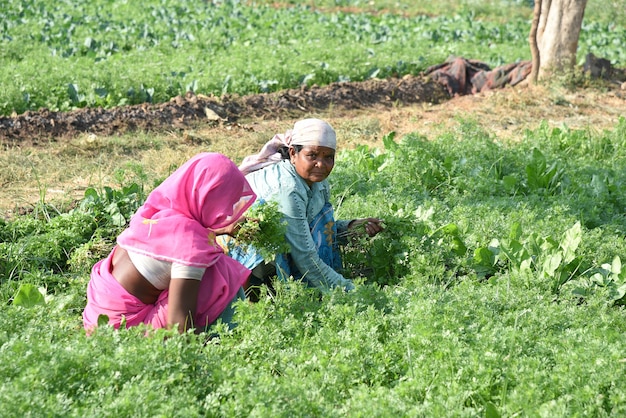 Lavoratore agricolo indiano che raccoglie coriandolo verde e che tiene mazzo nelle mani presso l'azienda agricola biologica.