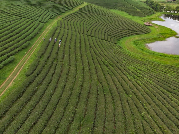 Lavoratore che preleva il tè verde fresco