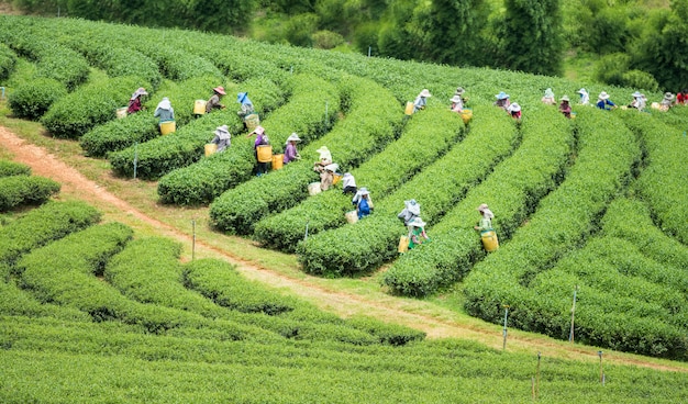 Lavoratore che raccoglie tè in piantagione