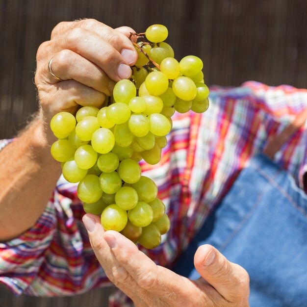 Lavoratore contadino uomo anziano che tiene raccolto di uva biologica