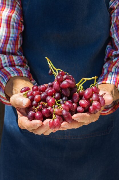 Lavoratore contadino uomo anziano che tiene raccolto di uva biologica