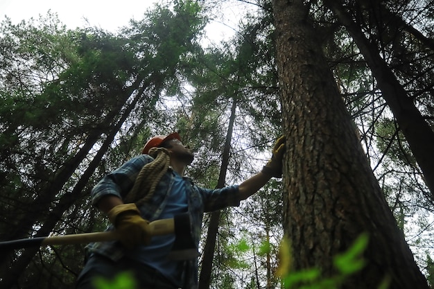 Lavoratore maschio con un'ascia che taglia un albero nella foresta.