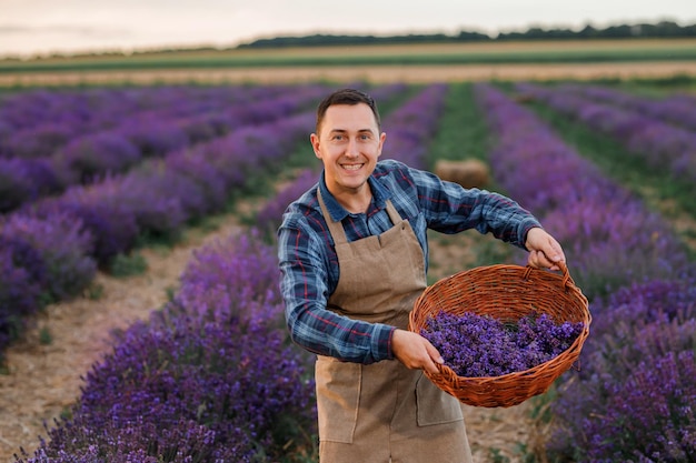 Lavoratore professionista in cesto di tenuta uniforme con mazzi di lavanda tagliati su un campo di lavanda che raccoglie il concetto di lavanda