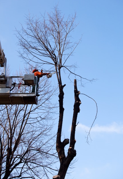 lavoratore su gru potatura degli alberi