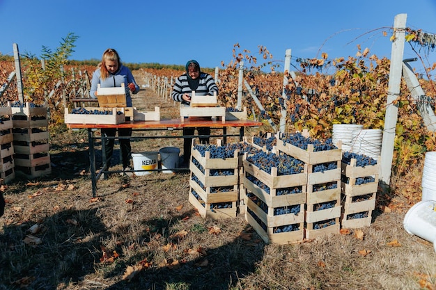 Lavoratori della vigna un gruppo di individui che lavorano insieme per raccogliere l'abbondante raccolto di uva moldova