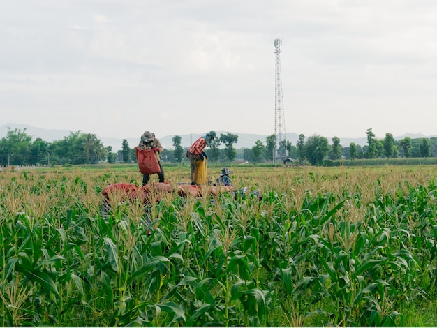 Lavoratori stranieri birmani (Myanmar o Birmania) Noleggio per la raccolta di mais dolce