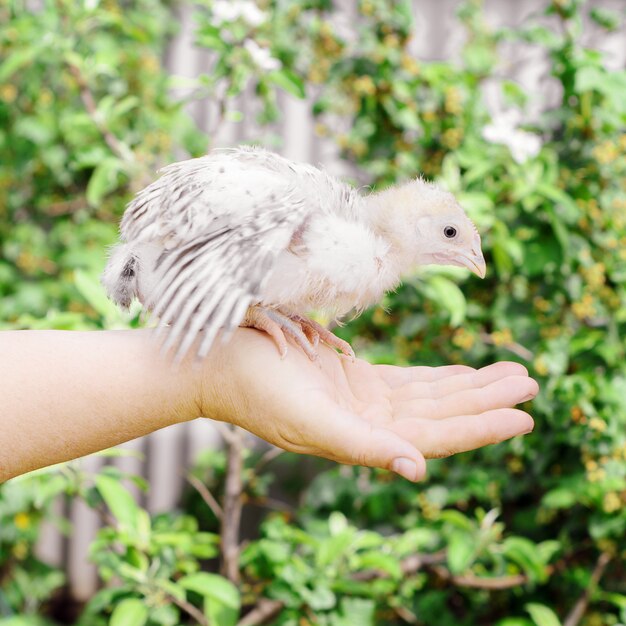 Lavoratrice agricola che tiene un piccolo pollo in sue mani contro lo sfondo di erba. Uccelli da fattoria, cuccioli.