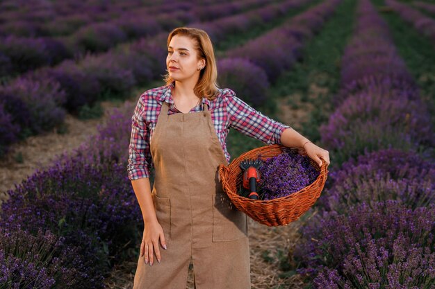 Lavoratrice professionale in uniforme cestello di contenimento con mazzi di lavanda tagliati e forbici su un campo di lavanda che raccoglie il concetto di lavanda