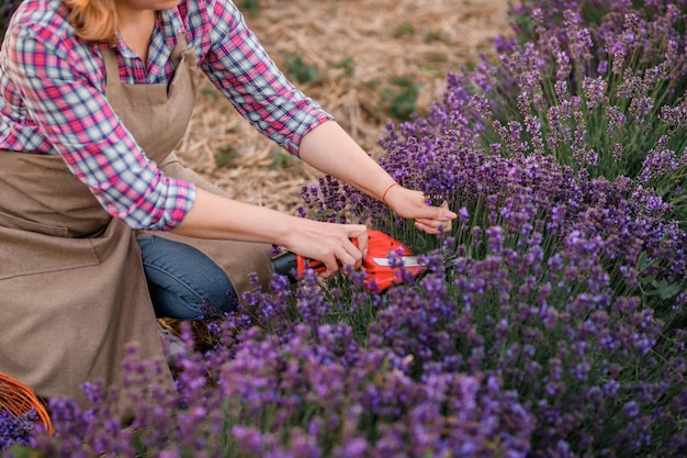 Lavoratrice professionista in uniforme Taglio di mazzi di lavanda con le forbici su un campo di lavanda che raccoglie il concetto di lavanda