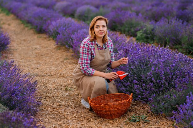 Lavoratrice professionista in uniforme Taglio di mazzi di lavanda con le forbici su un campo di lavanda che raccoglie il concetto di lavanda