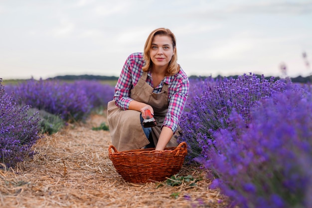 Lavoratrice professionista in uniforme Taglio di mazzi di lavanda con le forbici su un campo di lavanda che raccoglie il concetto di lavanda