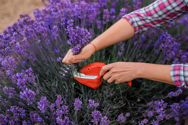 Lavoratrice professionista in uniforme Taglio di mazzi di lavanda con le forbici su un campo di lavanda che raccoglie il concetto di lavanda