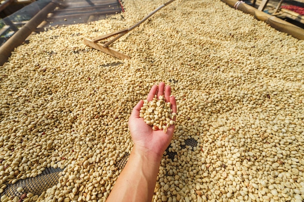 Lavorazione del caffè, caffè pergamena Asciugare nella caffetteria