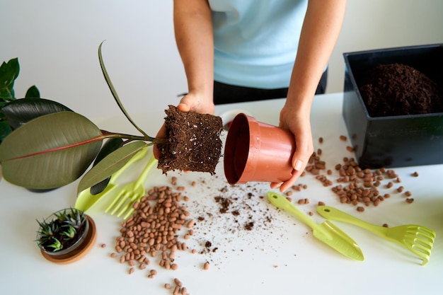 Lavori domestici per trapiantare fiori in un nuovo vaso. Una ragazza è impegnata in fiori in un appartamento luminoso.