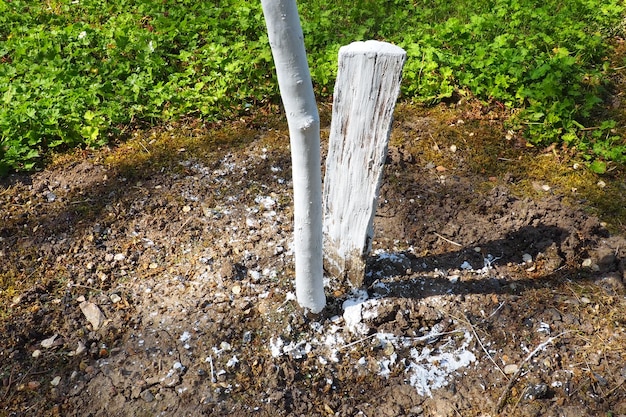 Lavori primaverili in giardino Imbiancatura degli alberi in primavera Il giovane albero viene imbiancato per proteggerlo dai roditori Giovani piantine di alberi da frutto e un blocco di legno scavato nel terreno