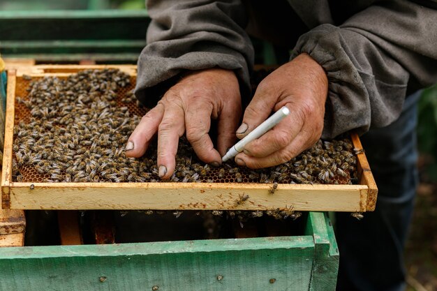 Lavoro al pascolo. L'apicoltore nota l'ape regina