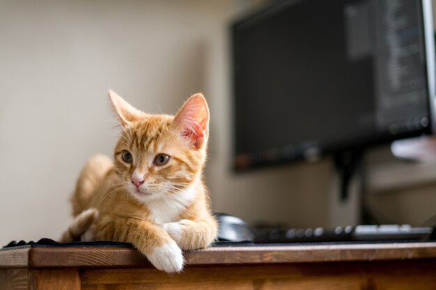 Lavoro da casa. Gatto dello zenzero che dorme sotto il computer. Foto di alta qualità