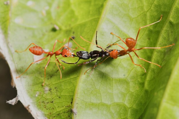 lavoro di squadra formica rossa caccia formica nera su foglia