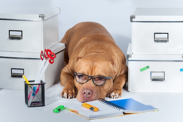 Lavoro. Il cane è un pitbull con gli occhiali tra le cartelle e l'ufficio. Il concetto di ambiente di lavoro. Attività commerciale.