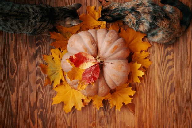 Lay piatto di una zucca rotonda matura con foglie autunnali rosse e gialle una grande zucca e due c...