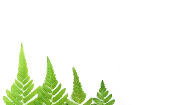 Layout creativo fatto di foglie tropicali su sfondo bianco Concetto estivo minimo con spazio copia