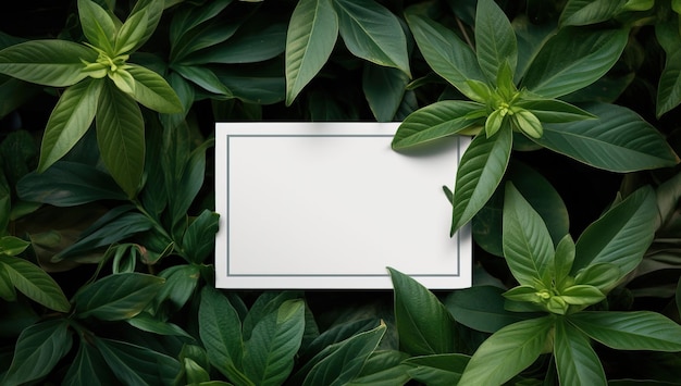 Layout creativo fatto di foglie verdi con carta vuota Disposizione piatta Concetto di natura