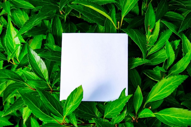 Layout creativo Paper Card Mockup su uno sfondo con motivo a foglie verdi