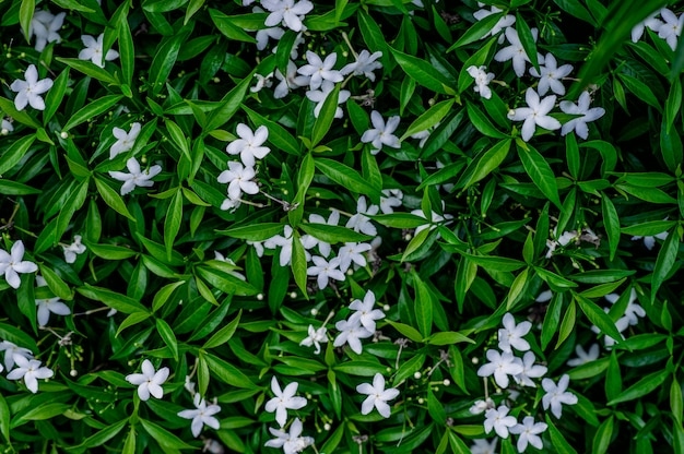 Layout di foglia verde creativo Concetto di molla naturale che si trova piatta con fiori bianchi