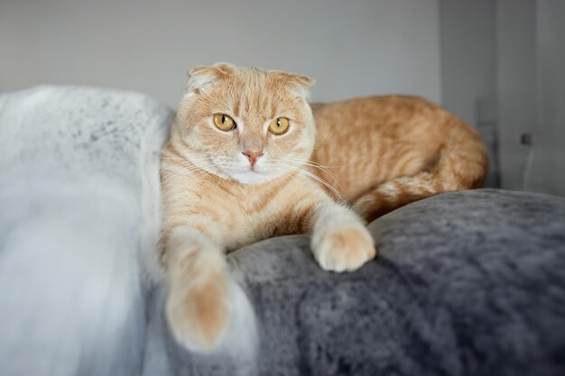 Lazy tabby ginger cat che si rilassa sul cuscino posizionato su una morbida poltrona e guarda la macchina fotografica in un soggiorno moderno e luminoso