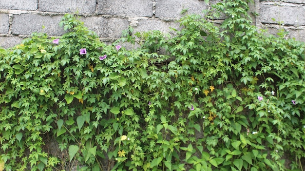 ld muro di cemento bianco con viti rampicanti della Virginia Ampia trama Fogliame verde su imbiancato