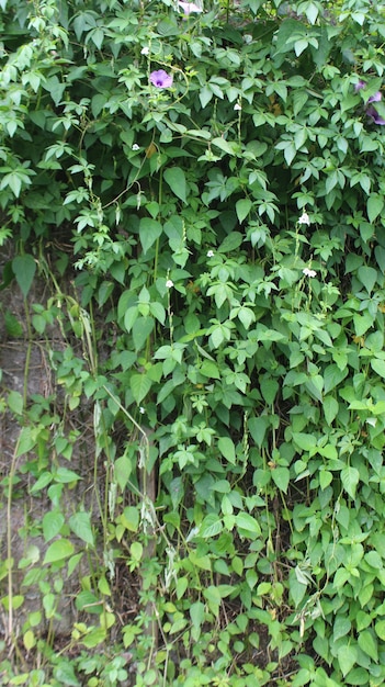 ld muro di cemento bianco con viti rampicanti della Virginia Ampia trama Fogliame verde su imbiancato