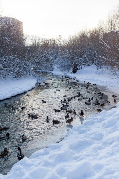 Le anatre nuotano nel fiume nel parco pubblico della città in inverno. Migrazione degli uccelli. Anatre e piccioni