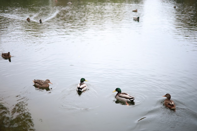 le anatre nuotano nel lago in autunno