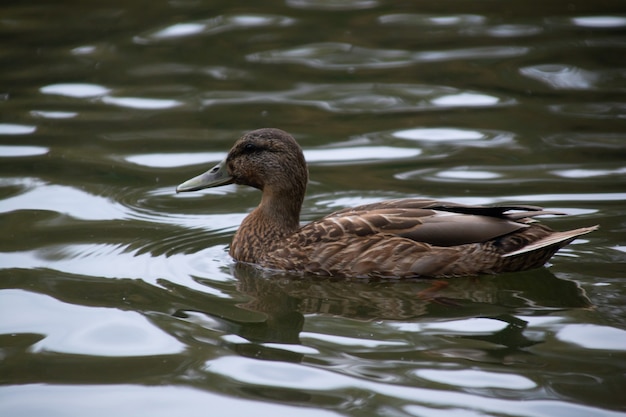 Le anatre nuotano nello stagno del parco cittadino.