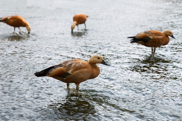 le anatre rosse sulla diga stanno con i piedi nell'acqua in una giornata estiva