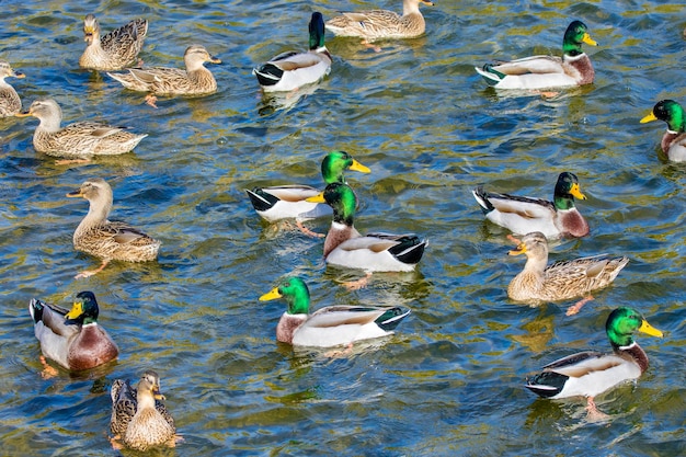 Le anatre selvatiche nuotano intorno allo stagno nel parco