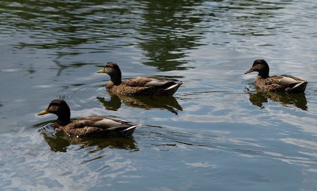 Le anatre selvatiche nuotano nell'acqua. Anatra marrone sull'acqua in estate.