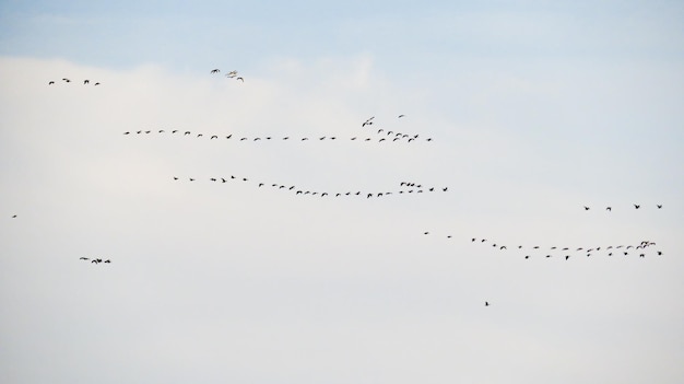 Le anatre volano in un giorno di primavera