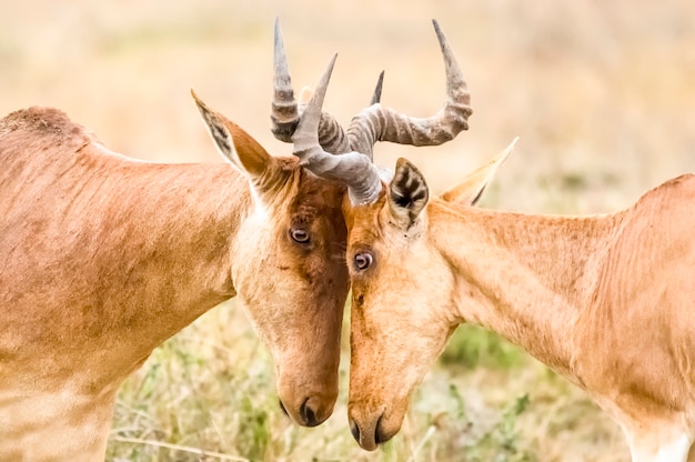 Le antilopi Kongone combattono tra loro nel Parco nazionale di Nairobi in Kenya