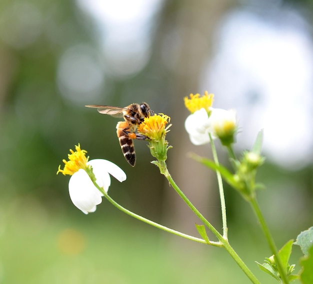 Le api a un fiore