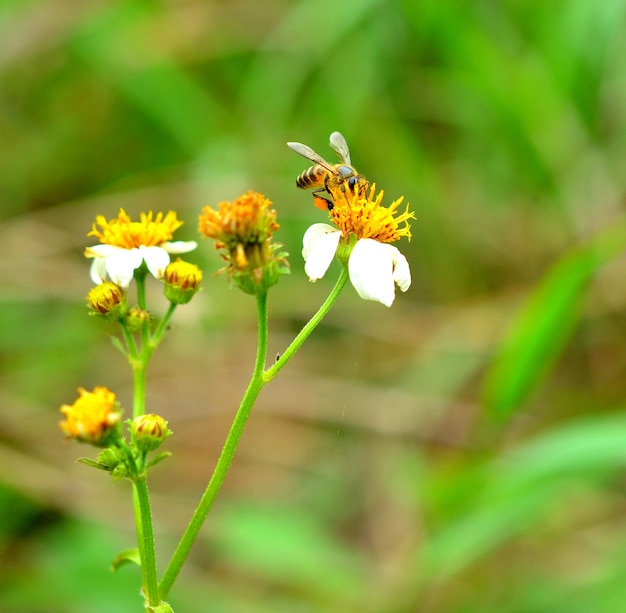 Le api a un fiore