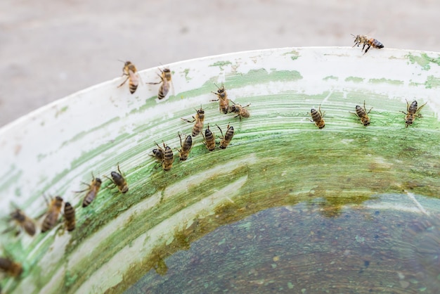 Le api bevono acqua in estate