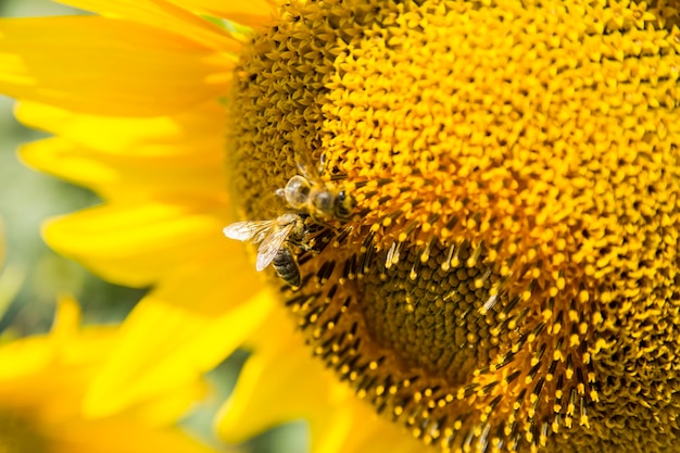 Le api che fanno il miele sul girasole Primo piano del girasole