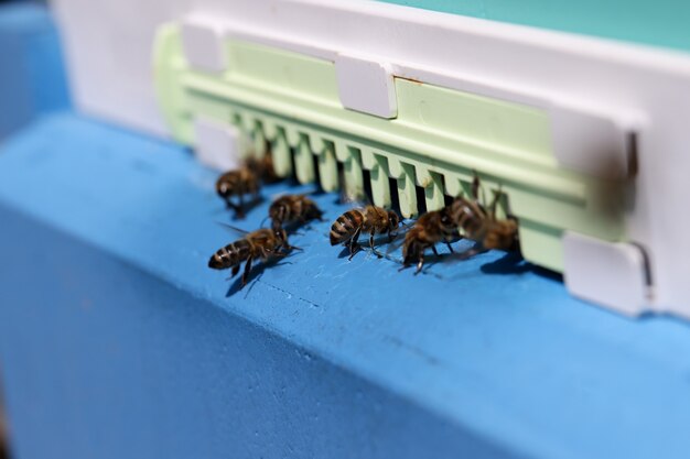 Le api da miele sciamano e volano intorno al loro concetto di apicoltura alveare