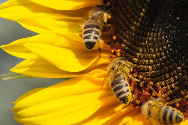 Le api mellifere raccolgono il nettare