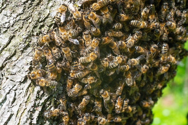 Le api mellifere sciamano sugli alberi gli insetti sono lavoratori