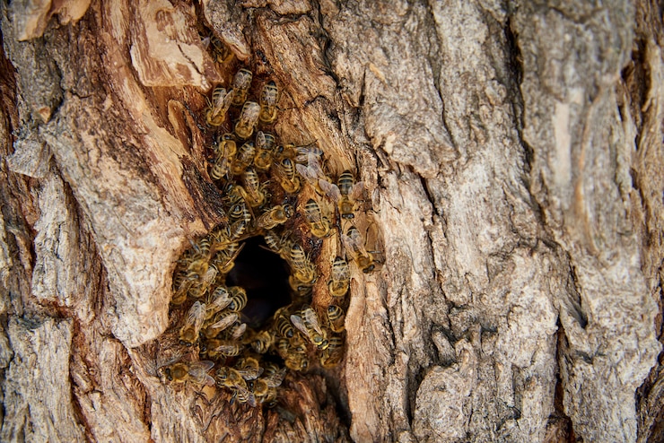 Le api raccolgono il miele in un alveare selvaggio nel cavo di un albero.