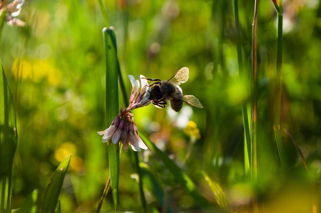 le api raccolgono il polline dall'erba fiorita in controluce